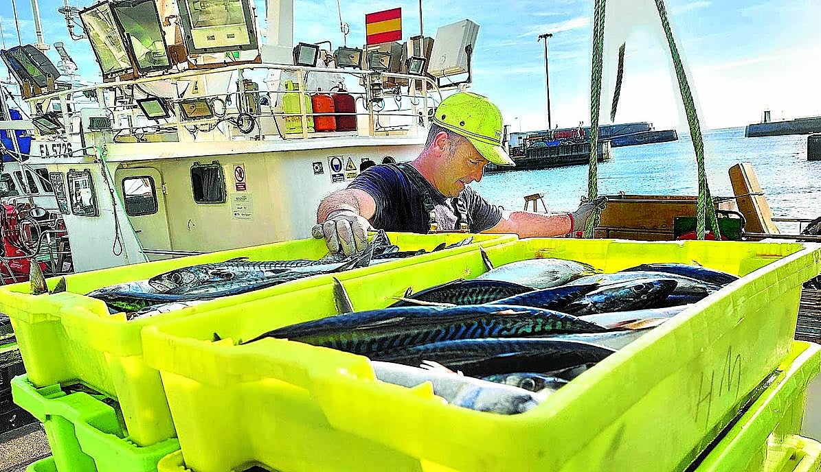 Las descargas de verdel a los puertos son muy reducidas, lo que ha desanimado a los arrantzales artesanales.