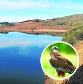 El lago de Caicedo de Yuso y, en pequeño, un aguilucho lagunero.