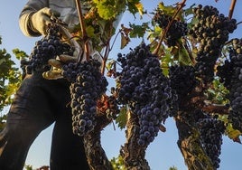 Un momento de la pasada vendimia en Rioja Alavesa