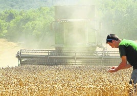 Un agricultor alavés examina los granos antes de iniciar la cosecha en su finca de trigo cerca de Alegría.