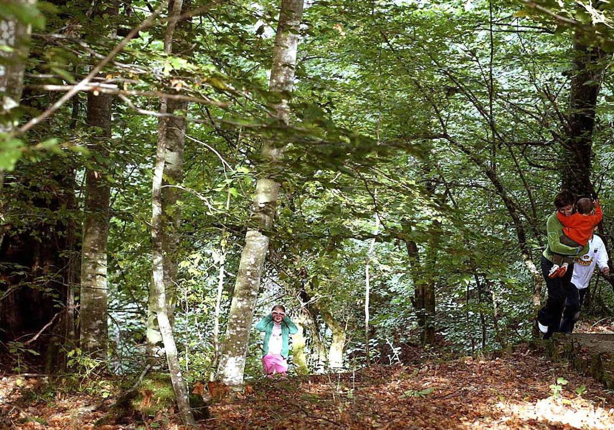 Las ayudas servirán para mejorar las masas forestales públicas y privadas.