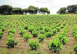 Uno de las explotaciones de Laguardia, la capital de la comarca, donde el pasado año se perdieron 123 hectáreas de vides.