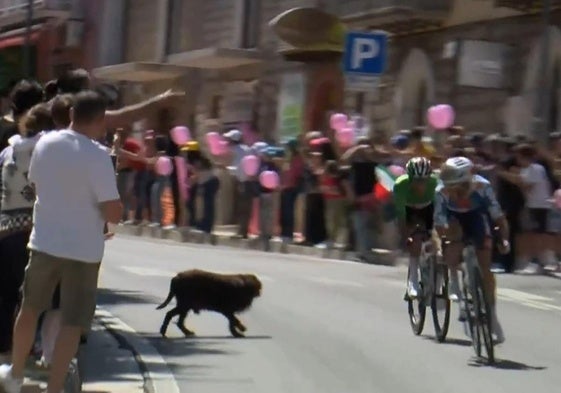 El susto de Juanpe López en el Giro: casi sufre un brutal caída por un perro