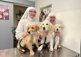 Denuncian el criadero ilegal de perros del convento de las clarisas rebeldes de Belorado