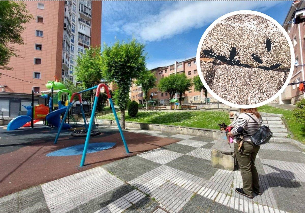 «Vivimos rodeados de cucarachas, están por el parque y se nos meten en casa»