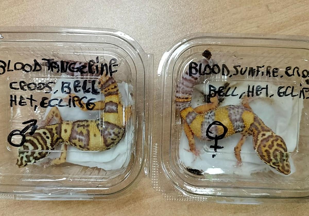 Sorprendente hallazgo en Bizkaia: lagartos de Oriente Medio enviados por paquetería