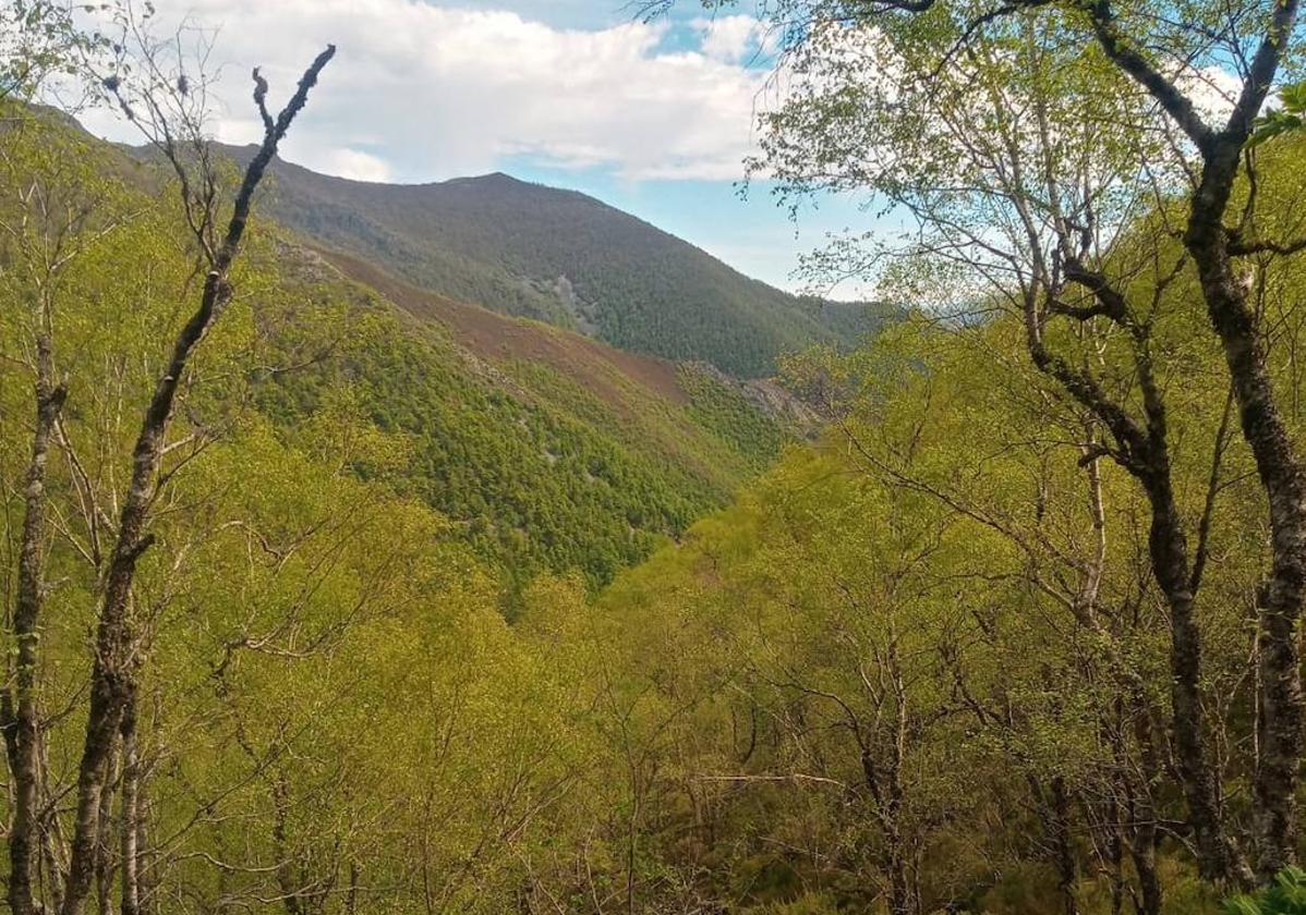 Panorámica del frondoso bosque de Muniellos desde la parte alta de la ruta.