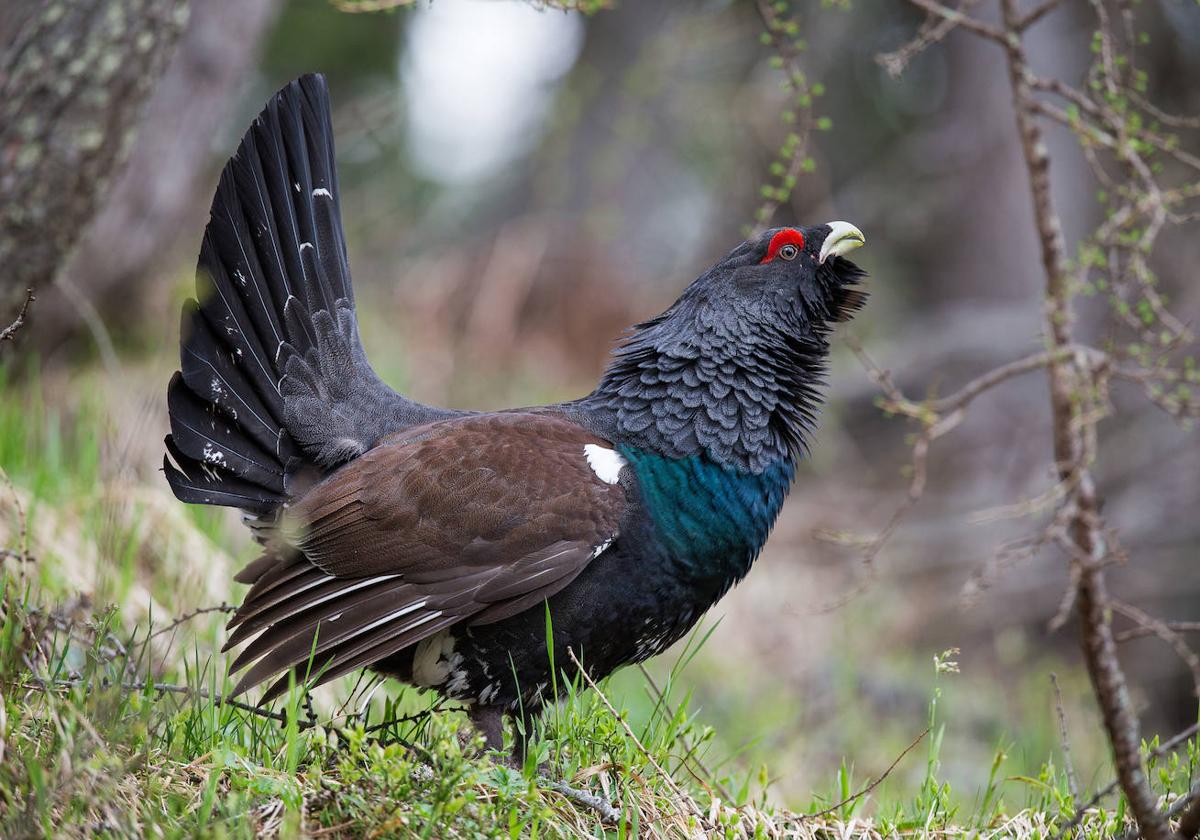 Los gallos y gallitos