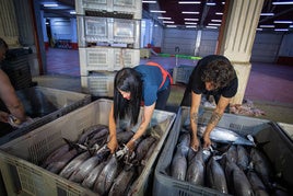 Las descargas de bonito del norte en el puerto de Bermeo serán cada vez más habituales.