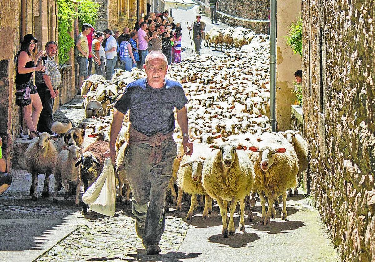 El Ayuntamiento mantiene su propio rebaño de ovejas para proseguir con esta tradición.