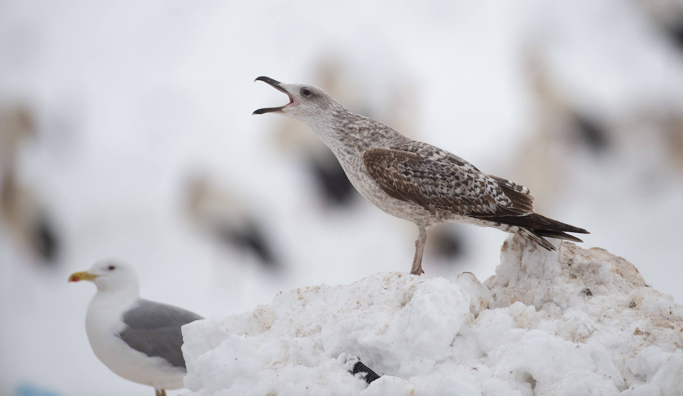 Gaviotas.