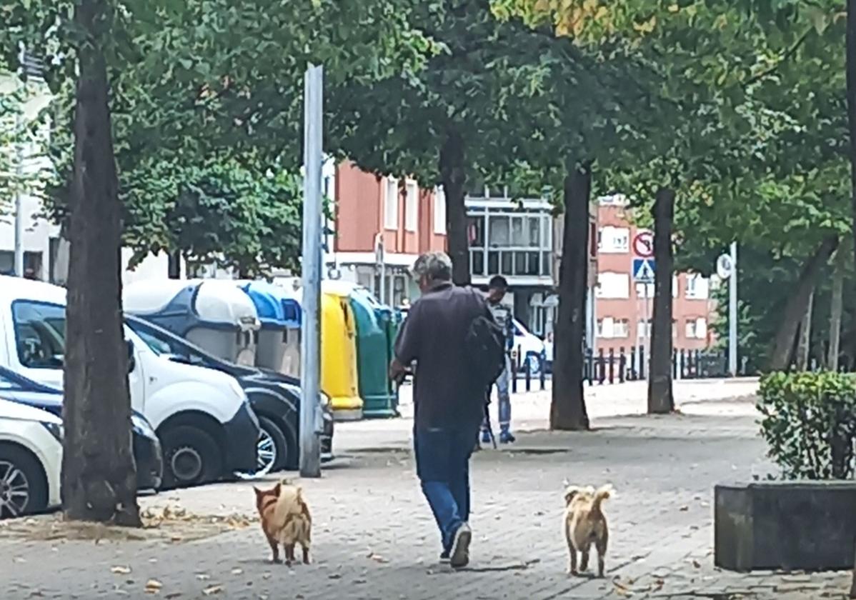 Un hombre pasea con sus perros por Basauri.