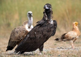 Las aves que acechan el vertedero