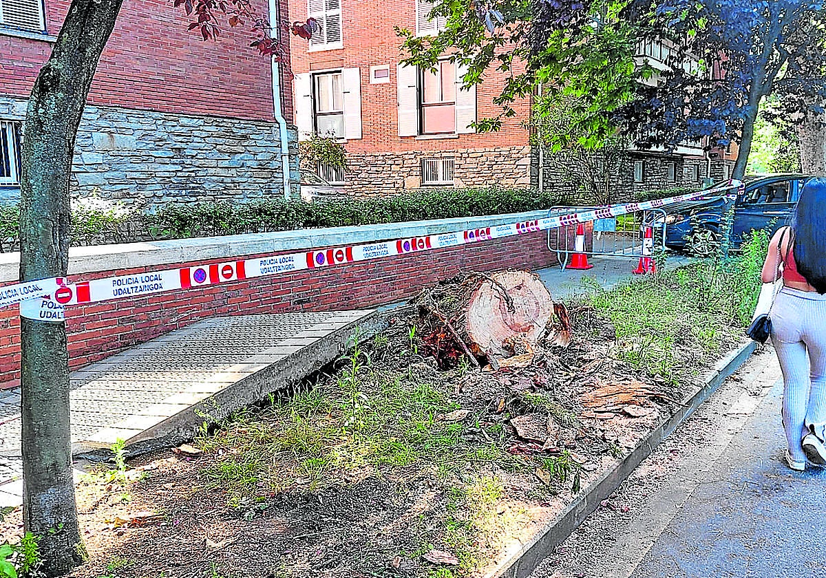 Una joven transita junto al tronco ya cortado del árbol que se cayó en la madrugada del lunes y levantó la acera..