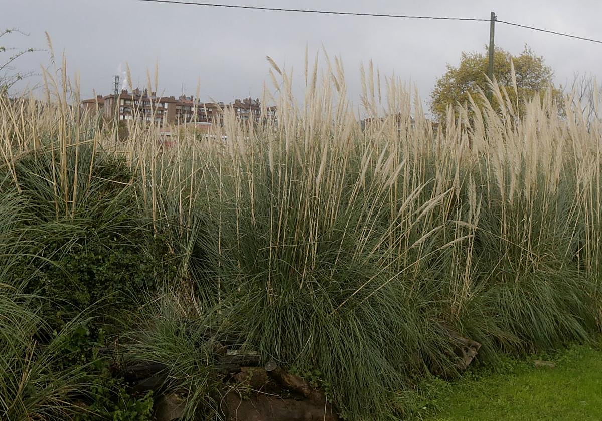 El plumero de la Pampa se ha extendido por Bizkaia.