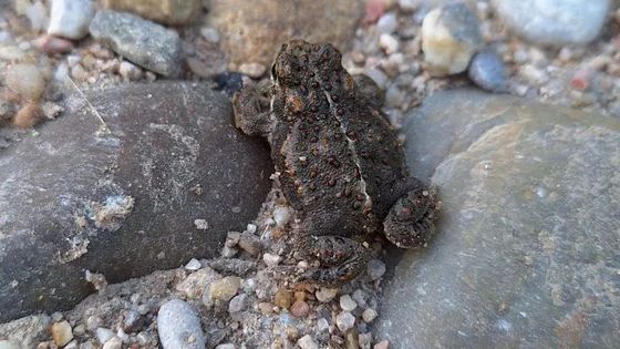 Una inusual lluvia de sapos sorprende a los vecinos de un pueblo de Valladolid