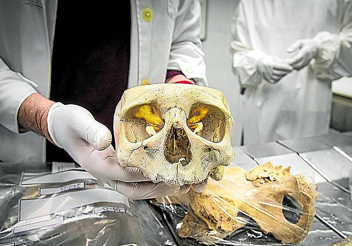 Imagen de uno de los cráneos guardados en el instituto.