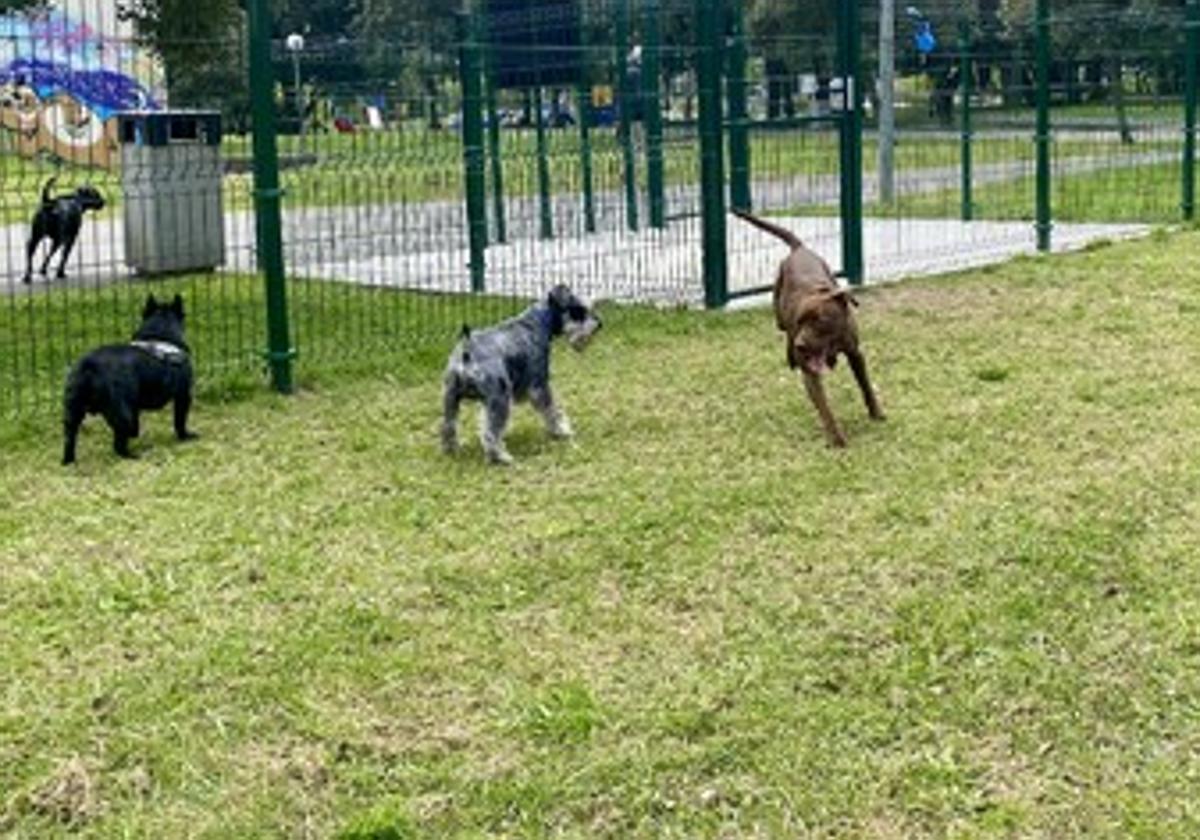 Varios perros están sueltos en un parque de otra localidad.