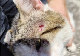 Imagen del disparo que afectó a lo de los gatos de la colonia controlada por Gaden.