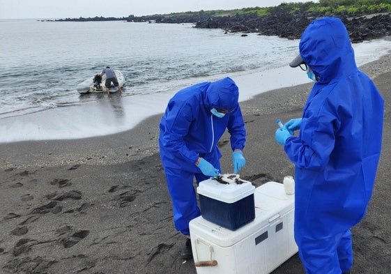 Científicos buscan muestras de gripe aviar en una playa de las islas Galapagos.