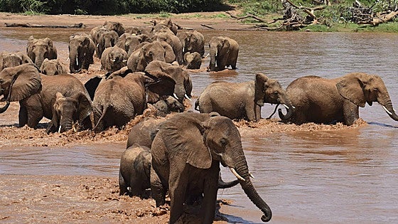 Un capataz amante de las motos: así era el español fallecido por el ataque de un elefante en Sudáfrica