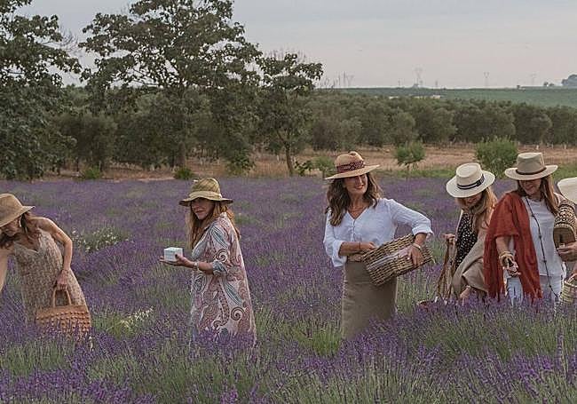 Fiesta de la lavanda en la finca Las Coronas de Carmona (Sevilla).