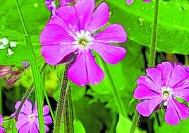 Ejemplares de Silene Dioica.