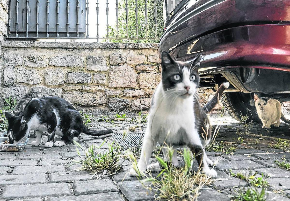 Colonia de gatos callejeros en Álava.