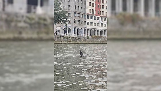 «El delfín de la ría tenía un patrón de natación anómalo y estaba bastante delgado»