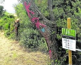 Pino destrozado y otro árbol con pintadas más allá del precinto que delimita el espacio autorizado.