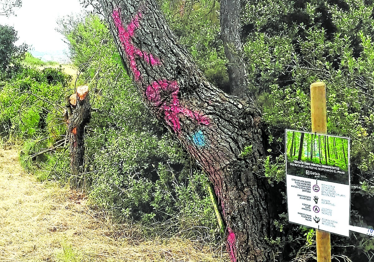 Pino destrozado y otro árbol con pintadas más allá del precinto que delimita el espacio autorizado.