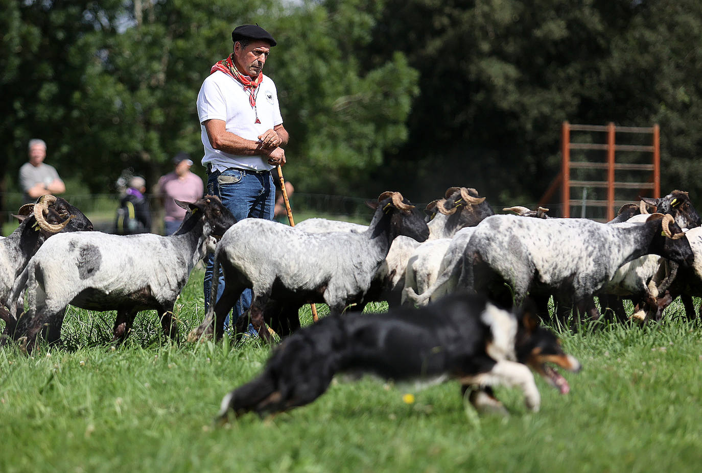 Las mejores imágenes del campeonato de perros pastor de Euskal Herria