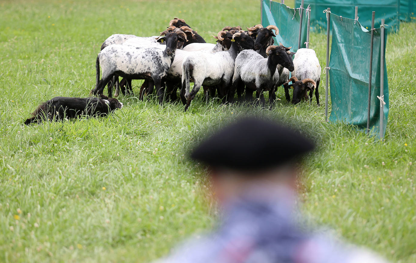 Las mejores imágenes del campeonato de perros pastor de Euskal Herria