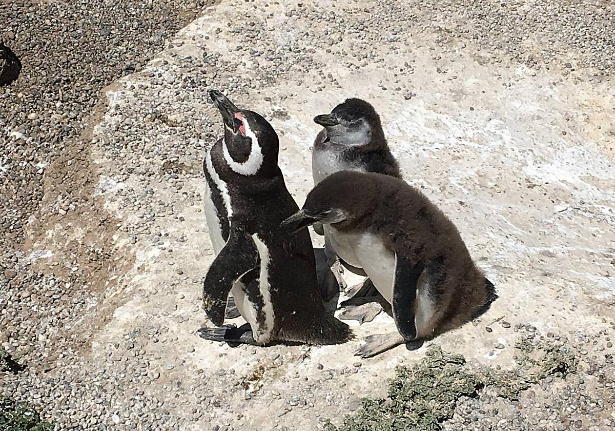 Pingüinos en Punta Tombo.