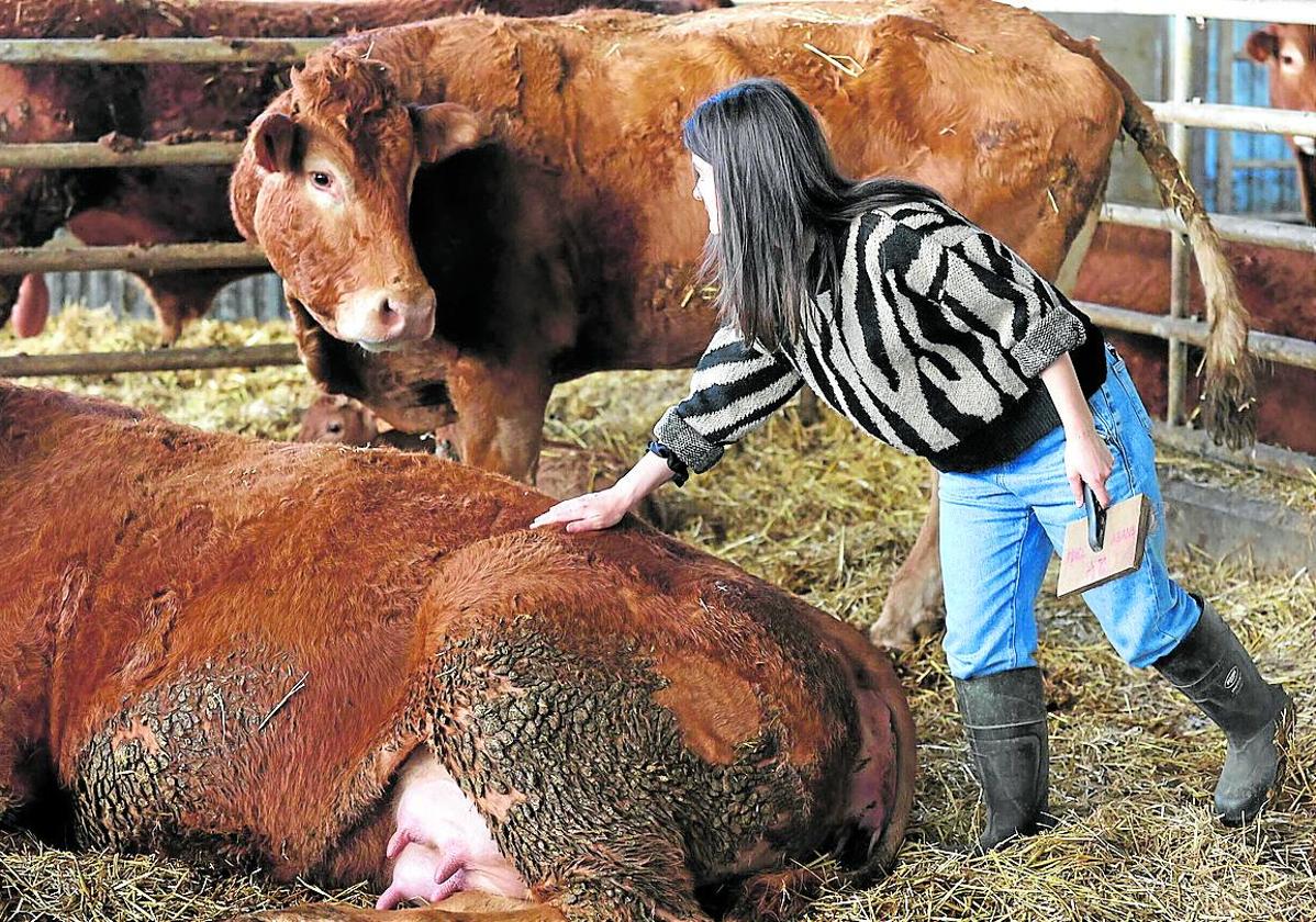 Una baserritarra cuida de una vaca afectada por el virus en una explotación de Dima.