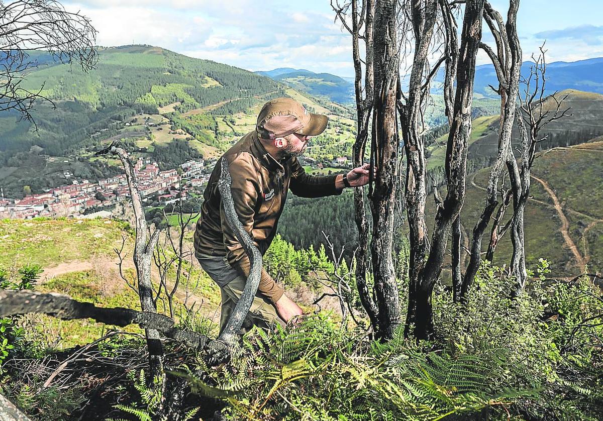 Un miembro del servicio foral de Montes supervisa una zona replantada en la ladera del monte Arbaliza con el núcleo urbano de Balmaseda de fondo.