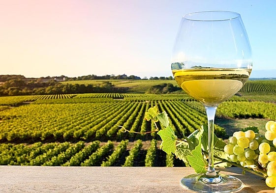 La mejora en la comercialización del vino se encuentra entre los principales retos de Rioja Alavesa.