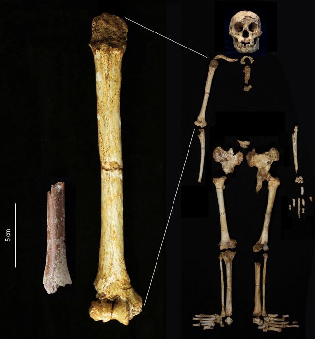 El fragmento de húmero de Mata Menge (izquierda) mostrado a la misma escala que el húmero de Homo floresiensis de Liang Bua.