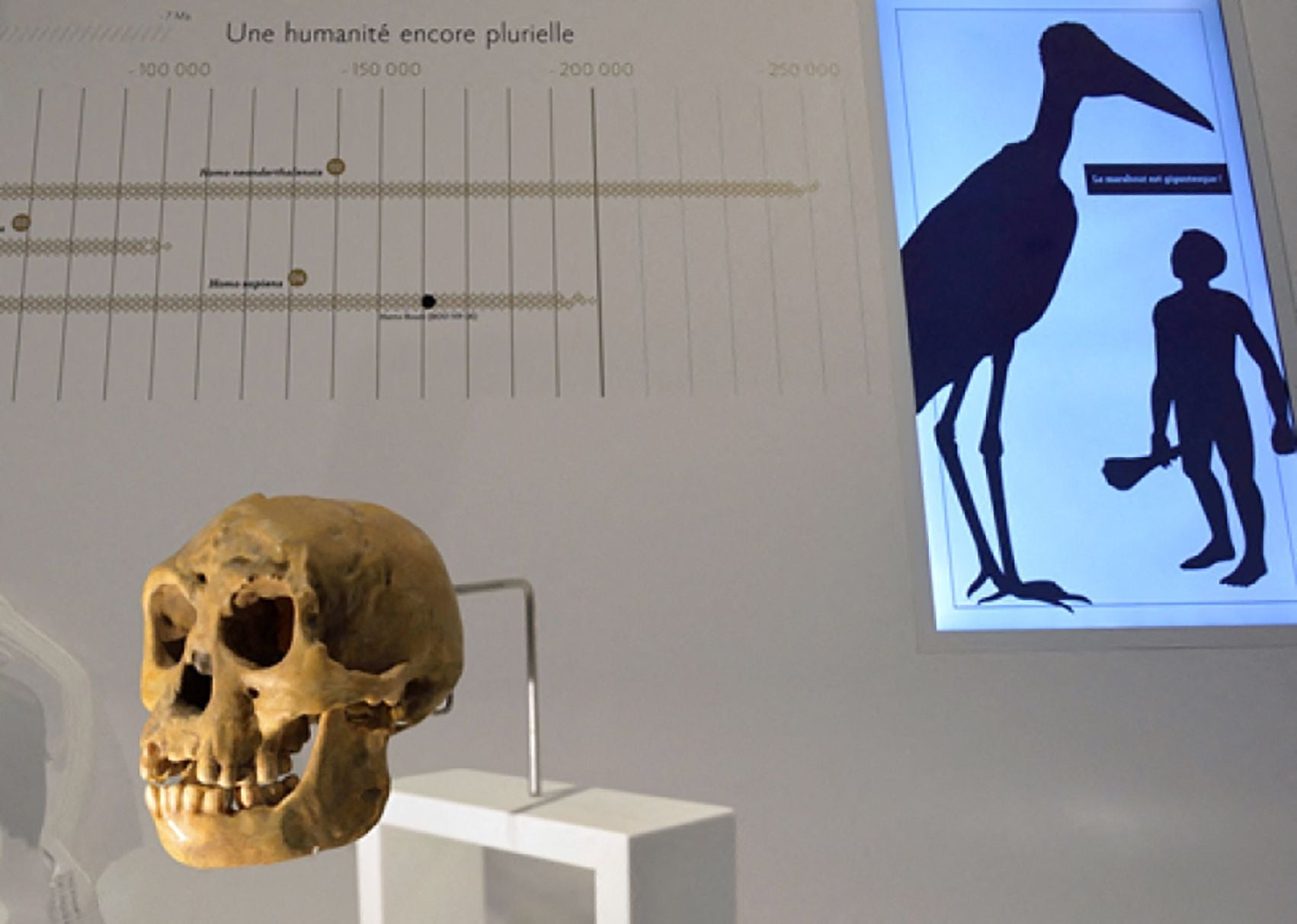 un molde de un cráneo de 'Homo floresiensis' en el Musee de l'Homme de París.