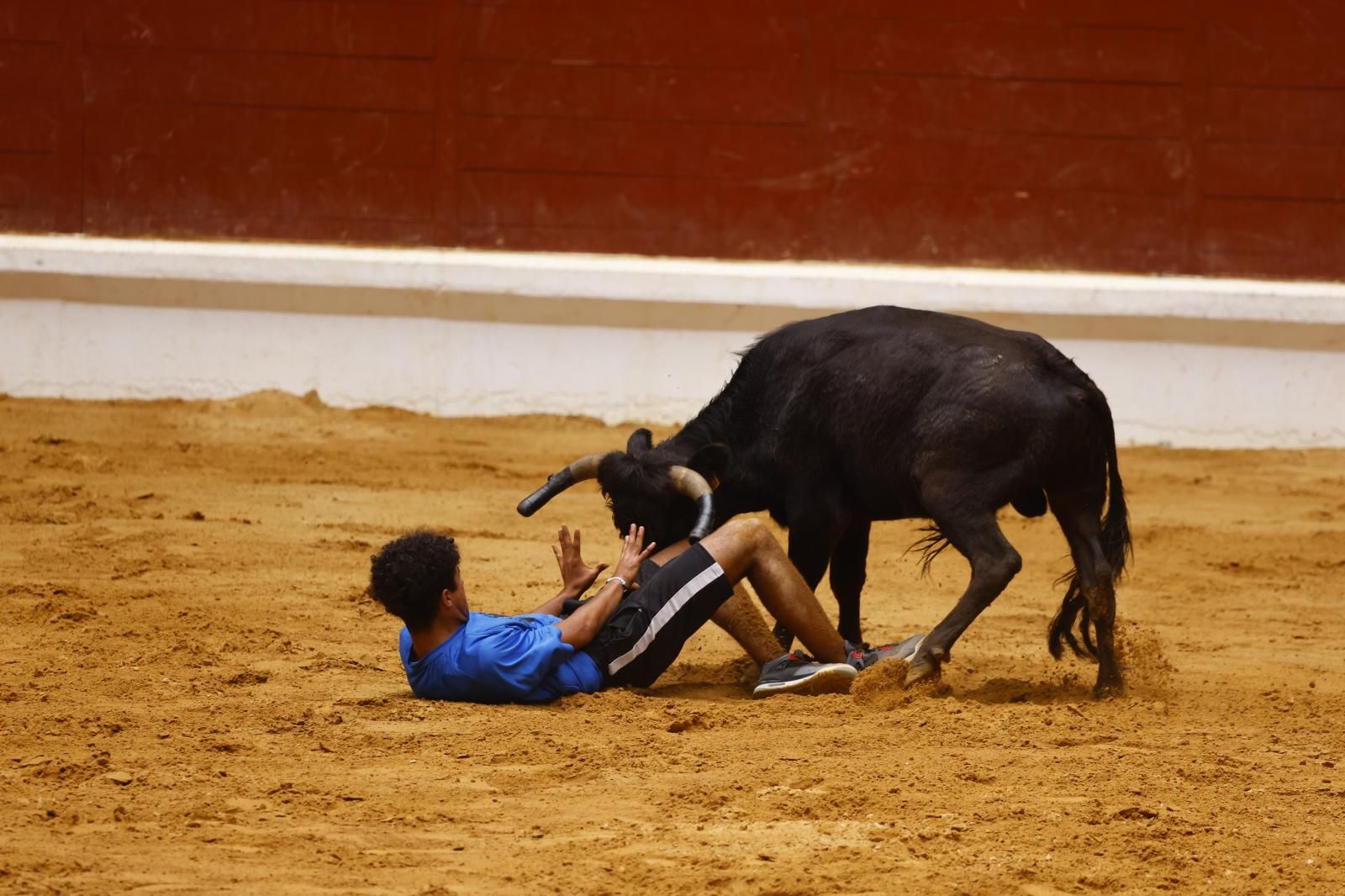 Las vaquillas en imágenes