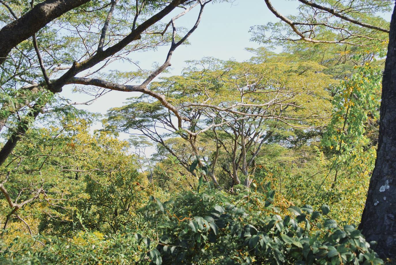 Los pendientes para ayudar a Petro, un niño con sífilis: la bonita iniciativa de esta joven bilbaína