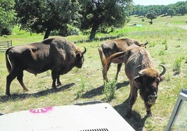 Los bisontes son uno de los atractivos de la reserva. Destaca entre ellos el macho Mocho, de mayor tamaño.