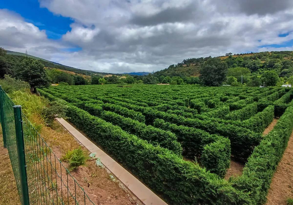 Cipreses que pueblan 7.000 metros cuadrados de terreno y conforman el laberinto de Tilde en Campoo de Suso.