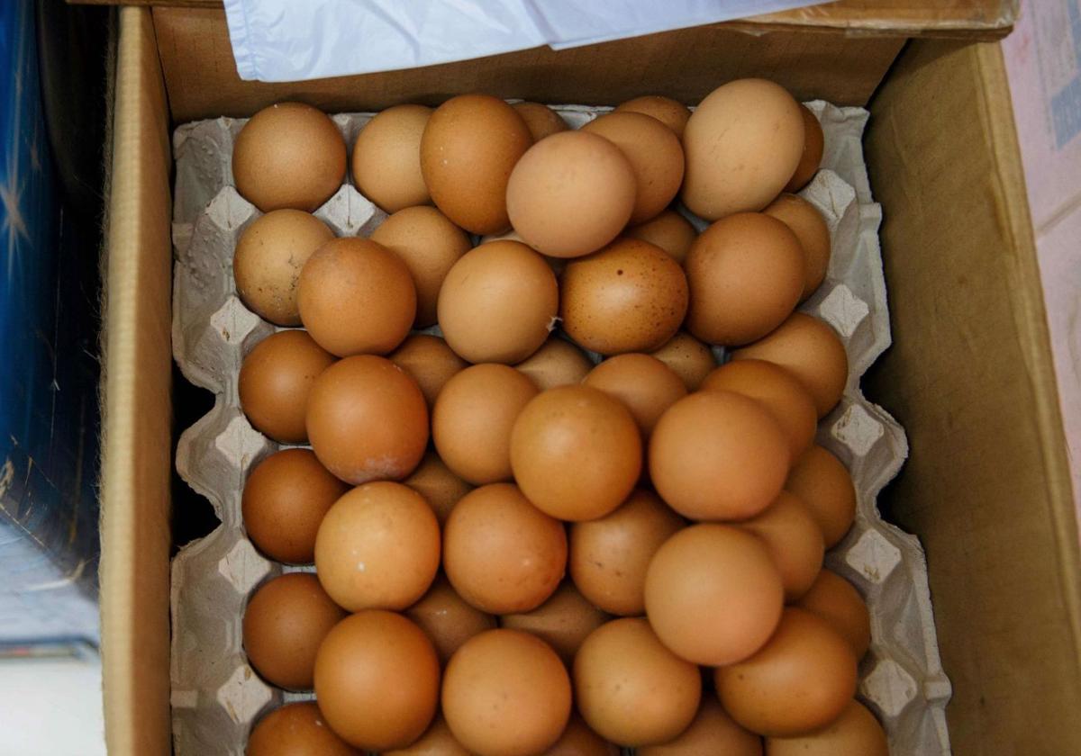 12 personas afectadas en Bizkaia por un brote de salmonelosis tras consumir una marca de huevos