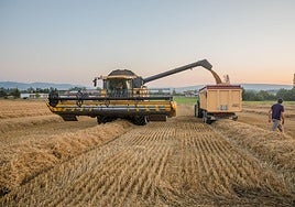 El alto precio del grano en el mercado exterior ha hecho que los agricultores opten por cultivar el alimento para el ganado cerca de casa.