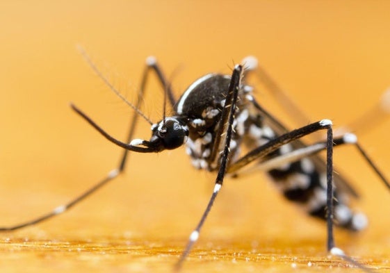 ¿Qué enfermedades puede transmitir el mosquito tigre?