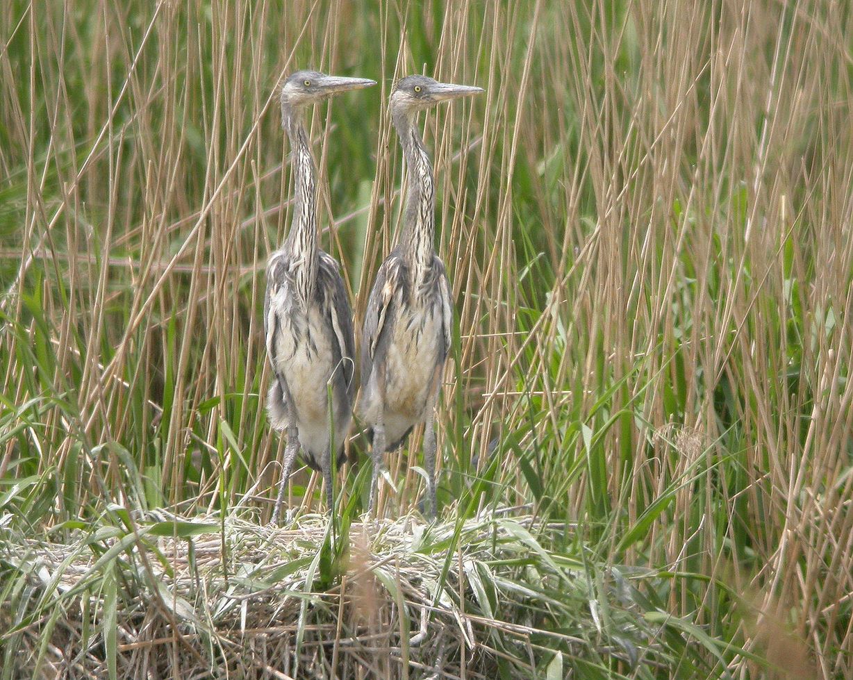 Dos pollos de garza real entre los carrizos de Salburua.