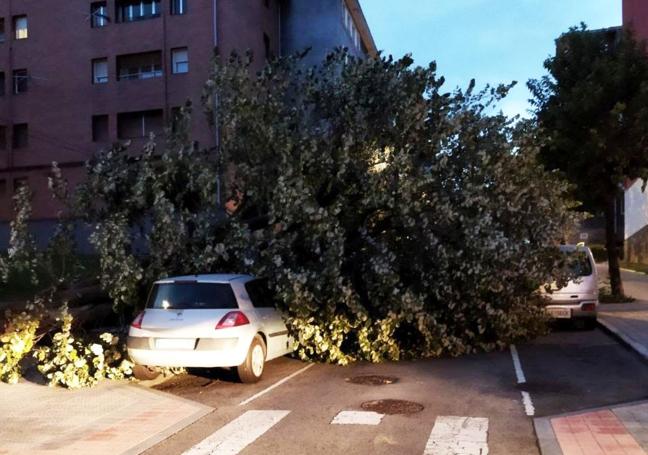 El Consistorio afirma que algunos se están podando por seguridad.