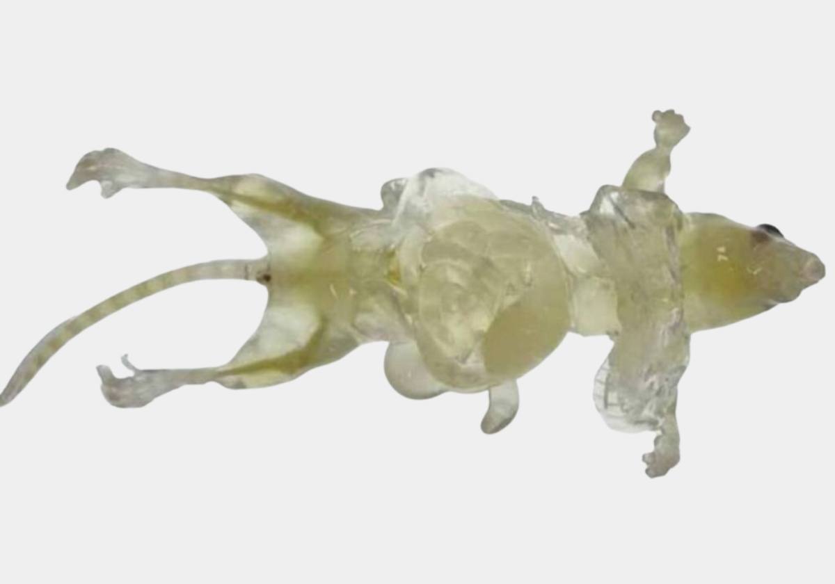 El proceso es reversible tras lavar el colorante residual, la sustancia que penetra en la piel se metaboliza y elimina a través de la orina