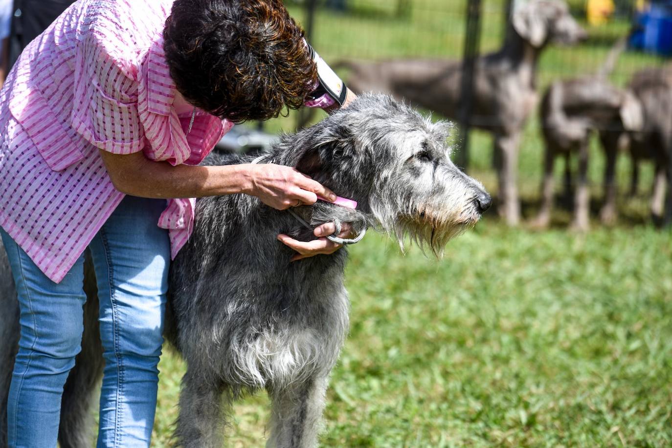 Exposición Internacional y de la Exposición Nacional Canina de Bilbao